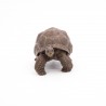 Figurine Tortue des Galapagos