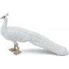 Paon Blanc