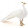 Paon Blanc