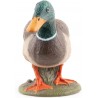 Canard Colvert
