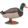 Canard Colvert